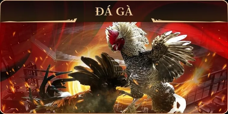 Cách Chơi Đá Gà GA28 Tại FB88 Chinh Phục Sảnh Cựa Sắt 2 Cách Chơi Đá Gà GA28 Tại FB88 Chinh Phục Sảnh Cựa Sắt