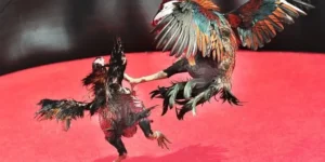 Cách Chơi Đá Gà Sabong Tại FB88 Chinh Phục Đấu Trường Filipino