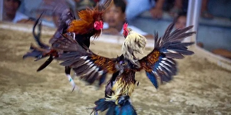 Cách Chơi Đá Gà Sabong Tại FB88 Chinh Phục Đấu Trường Filipino 2 Cách Chơi Đá Gà Sabong Tại FB88 Chinh Phục Đấu Trường Filipino